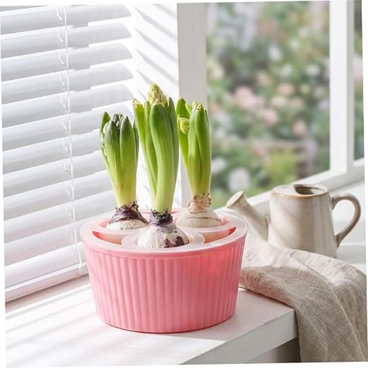 Picture of Bulb Planter, 3-Hole Hydroponic Pots for Hyacinth & Daffodil Bulbs Smart Water Level & Anti-Tip Reusable Indoor Planter for Easy Flower Growing