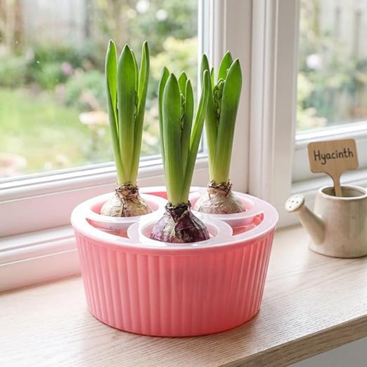 Picture of Bulb Planter, 3-Hole Hydroponic Pots for Hyacinth & Daffodil Bulbs Smart Water Level & Anti-Tip Reusable Indoor Planter for Easy Flower Growing