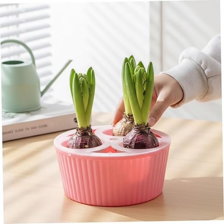 Picture of Bulb Planter, 3-Hole Hydroponic Pots for Hyacinth & Daffodil Bulbs Smart Water Level & Anti-Tip Reusable Indoor Planter for Easy Flower Growing