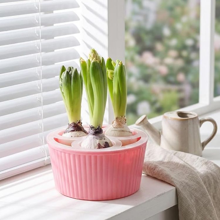 Picture of Bulb Planter, 3-Hole Hydroponic Pots for Hyacinth & Daffodil Bulbs Smart Water Level & Anti-Tip Reusable Indoor Planter for Easy Flower Growing
