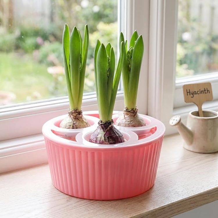 Picture of Bulb Planter, 3-Hole Hydroponic Pots for Hyacinth & Daffodil Bulbs Smart Water Level & Anti-Tip Reusable Indoor Planter for Easy Flower Growing - Flower Bulbs