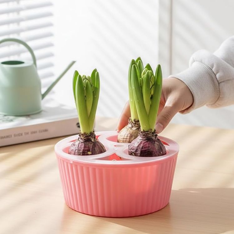Picture of Bulb Planter, 3-Hole Hydroponic Pots for Hyacinth & Daffodil Bulbs Smart Water Level & Anti-Tip Reusable Indoor Planter for Easy Flower Growing - Flower Bulbs